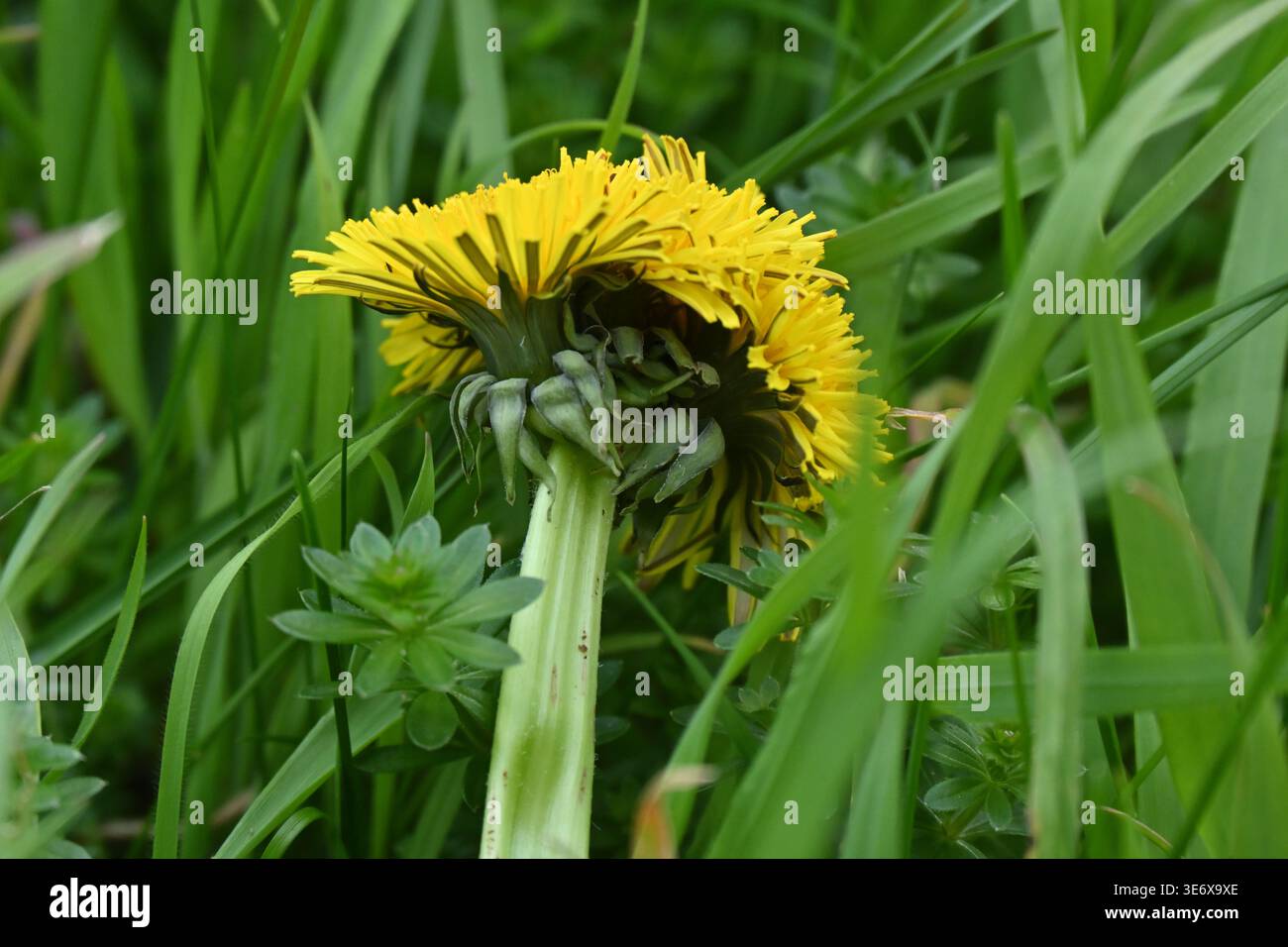 Fiore di dente di leone, che mostra fasciatura o cresta, con tre teste su uno stelo di fiore. Aprile Regno Unito Foto Stock