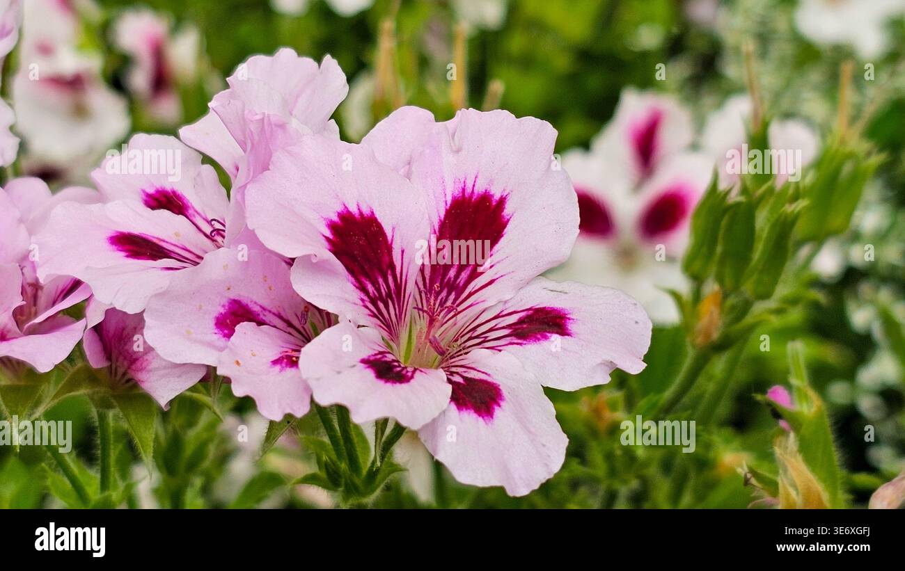 I delicati gerani rosa mostrano audaci striature di colore marrone Foto Stock