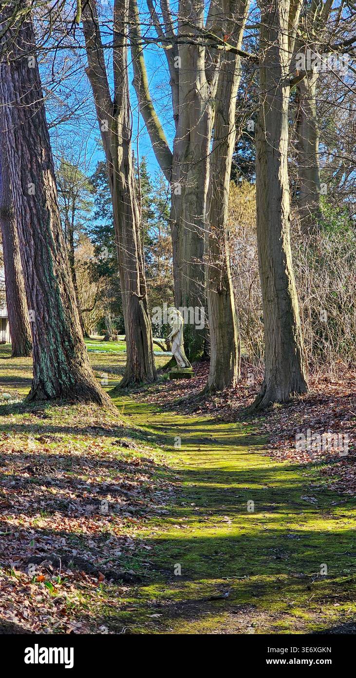 Calmo scenario boschivo con muschio verde, tronchi d'albero e luce solare intensa Foto Stock