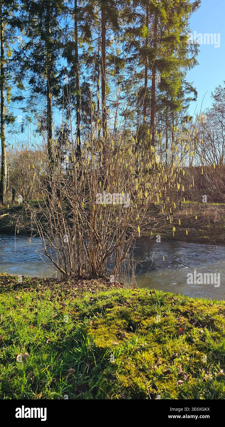 Bordo della foresta con il fiume che scorre dolcemente sotto il sole luminoso Foto Stock