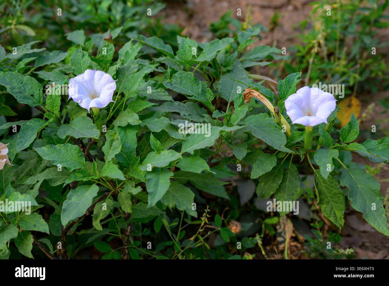 Thornapple indiano (Datura metel) proveniente da Jim Corbett NP, Uttharkhand, India settentrionale. Altamente tossico! Foto Stock