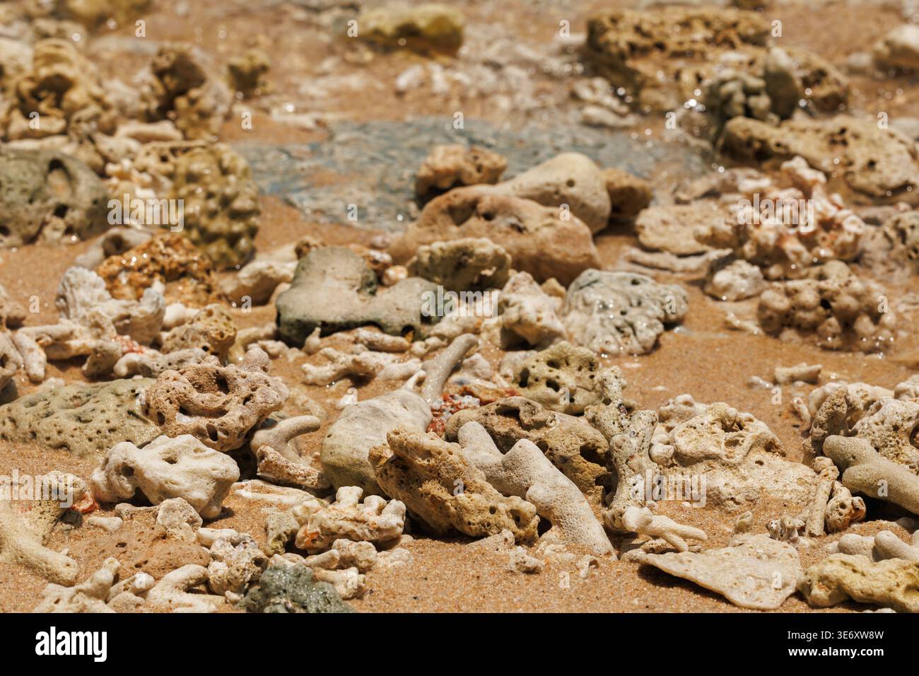 Fotografia ambientale ad ampio angolo su una spiaggia che cattura l'ampia dispersione di frammenti di coralli sbiancati sulla superficie della sabbia umida di una spiaggia tropicale Foto Stock
