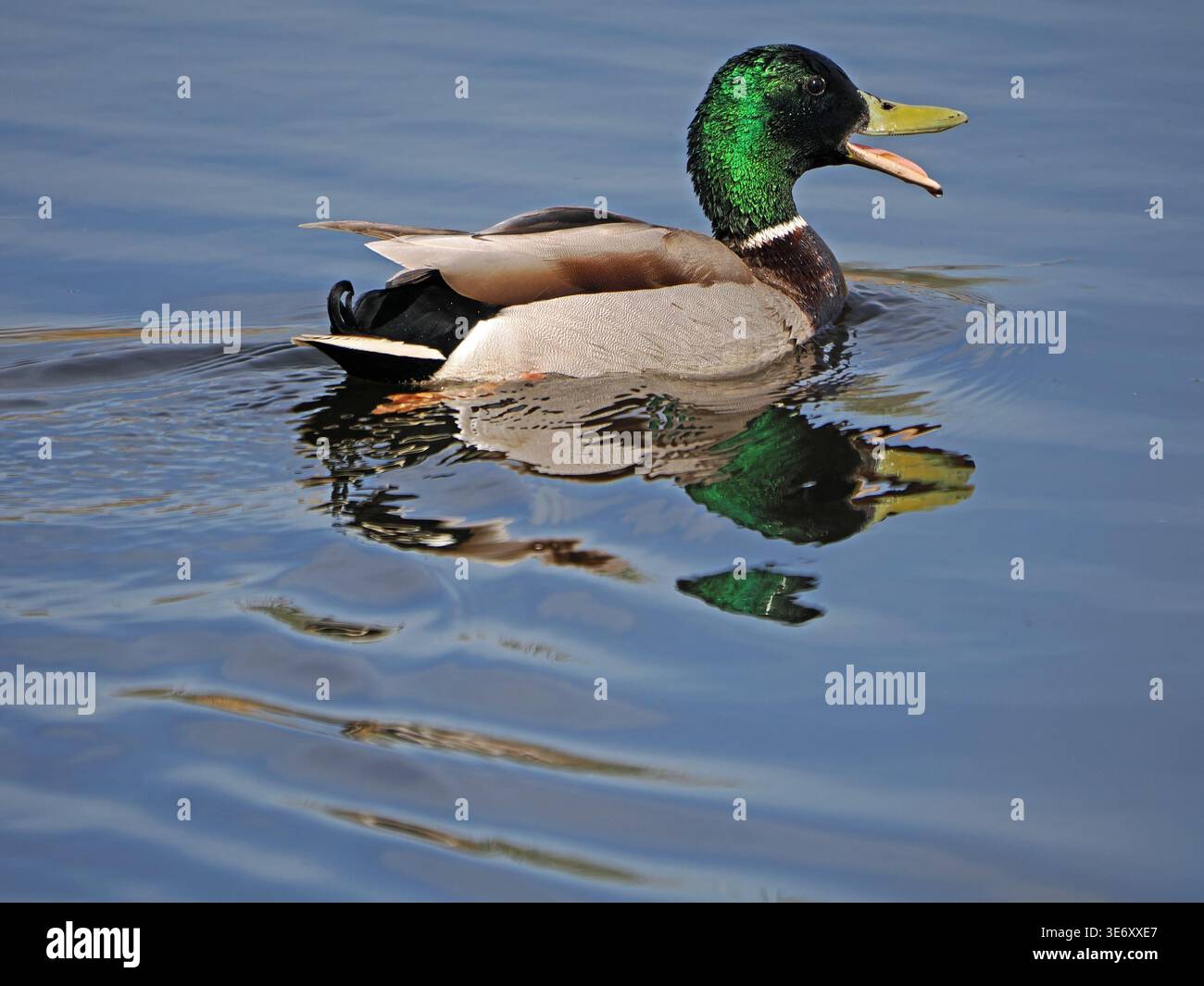 drake mallard (Anas platyrhynchos) con un'atmosfera rilassata mentre nuota sull'acqua blu ferma in piena luce Foto Stock