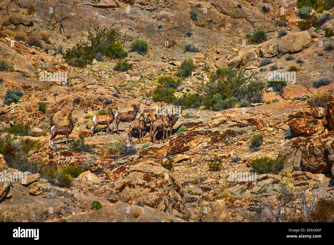 Mandria di pecore del deserto Bighorn su terreno roccioso nella soleggiata natura selvaggia del Nevada Foto Stock
