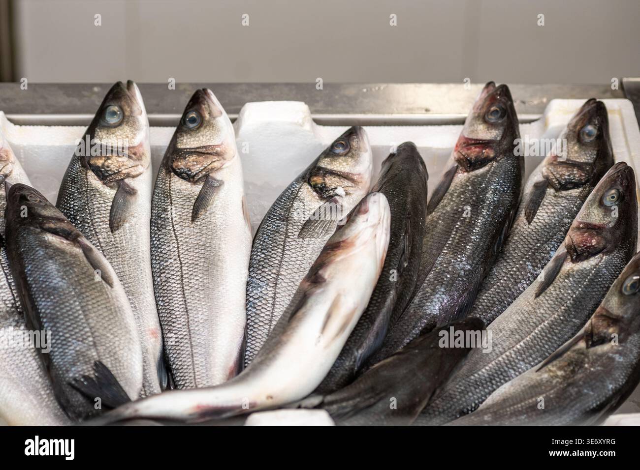 Spigola europea, branzino, spigola europea, spigola, spigola comune, spigola bianca, capemouth, salmone bianco, triglia bianca, dace di mare o loup de mer Foto Stock