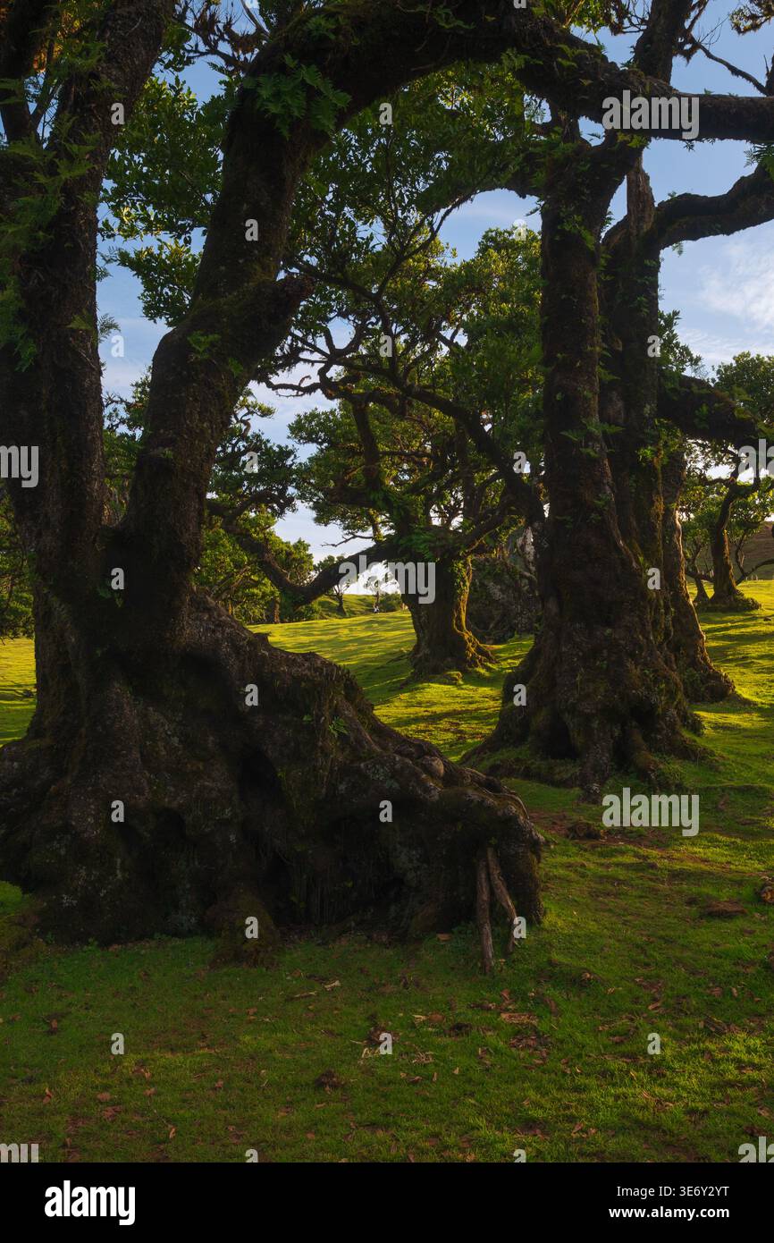 Tranquillo prato nella Foresta Fanal, Madeira, Portogallo, con antichi alberi di alloro sotto la luce soffusa del pomeriggio, ideale per rilassarsi nella natura. Foto Stock