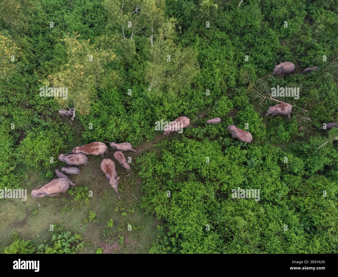 Vista aerea degli elefanti che vagano attraverso la fitta foresta verde, formano un netto contrasto con il lussureggiante fogliame di Sherpur, Bangladesh. Foto Stock