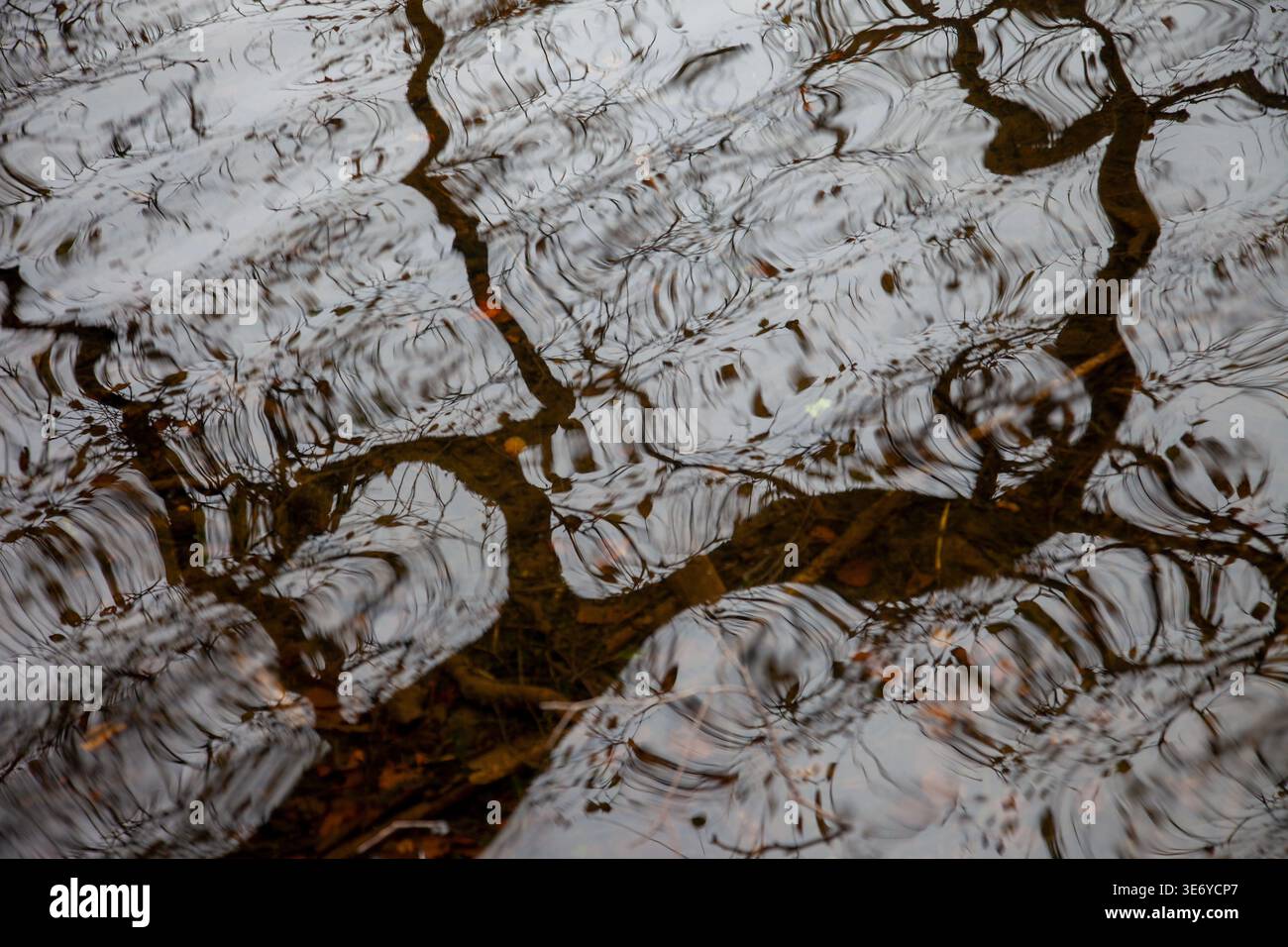 Riflessi distorti dei rami degli alberi nell'acqua di ondulazione, creando motivi e trame astratti e naturali. Foto Stock