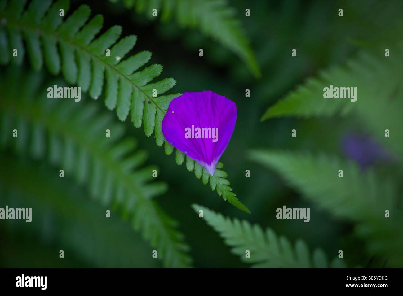 Singolo petalo viola appoggiato su foglie di felce con profondità di campo ridotta e fondo morbido e naturale Foto Stock
