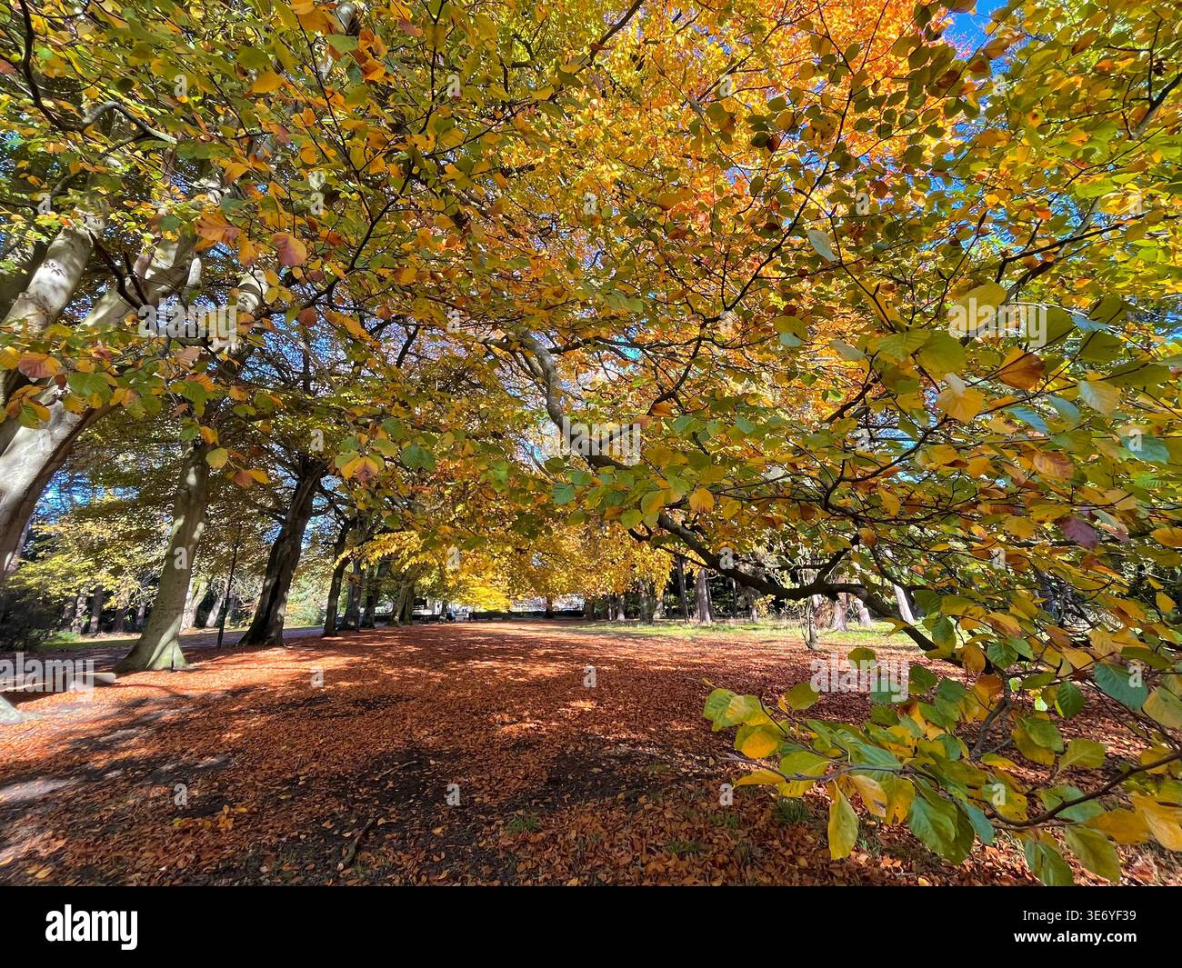 Alberi autunnali con foglie dorate in un parco britannico - Immagine stock catturata con smartphone