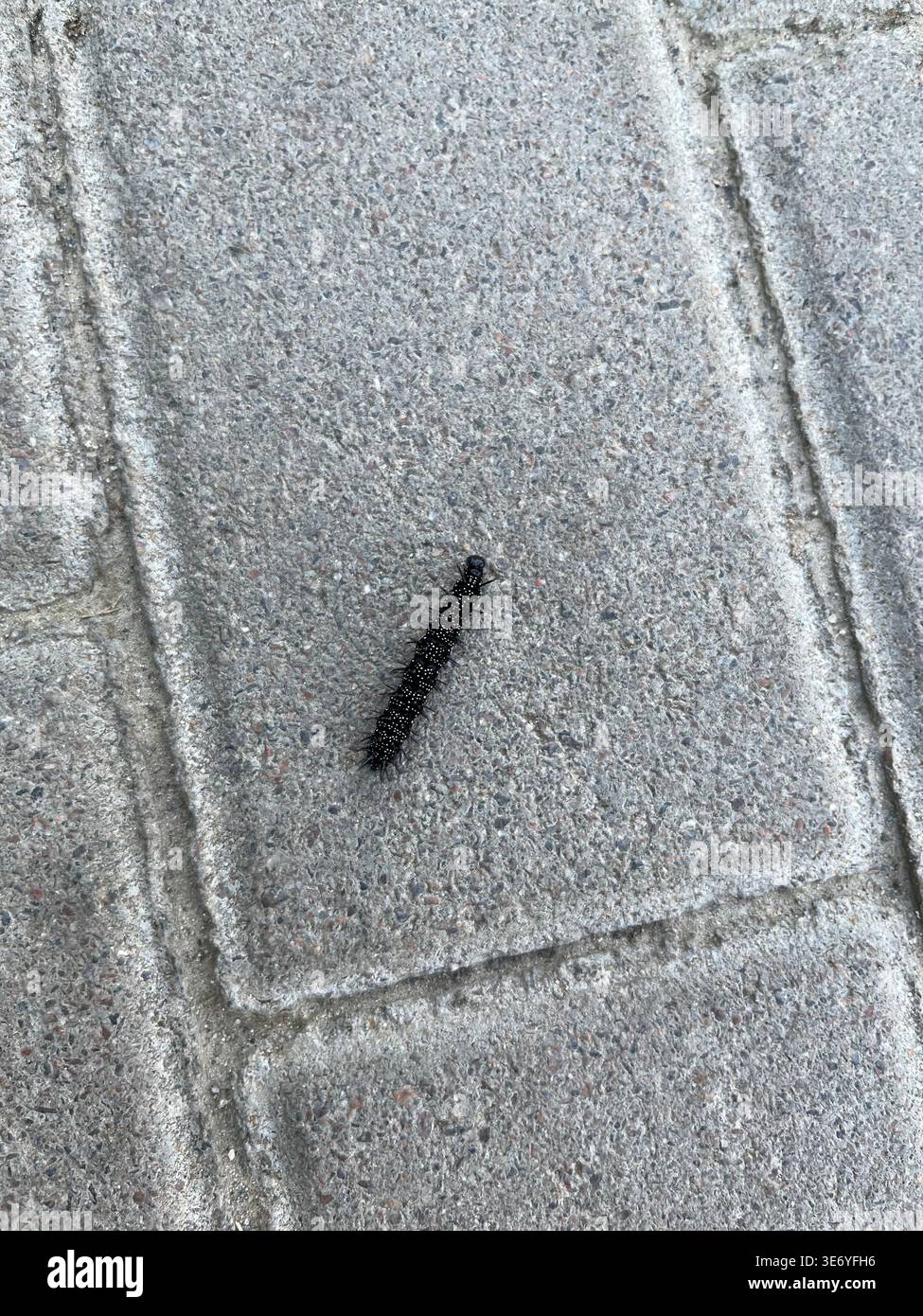 Catturino nero e spinoso della farfalla pavone su pavimentazione in cemento - Immagine stock catturata con smartphone
