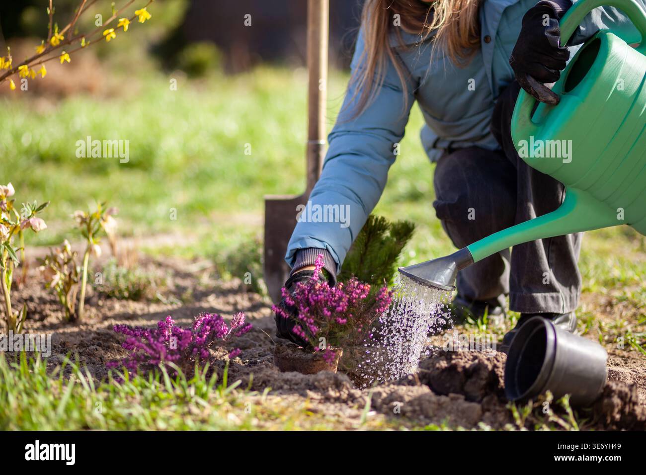 Piantagione di giardinieri fioritura inverno erica nel giardino primaverile. Donna che usa la lattina e la pala. Erica carnea rosa fiorita Foto Stock