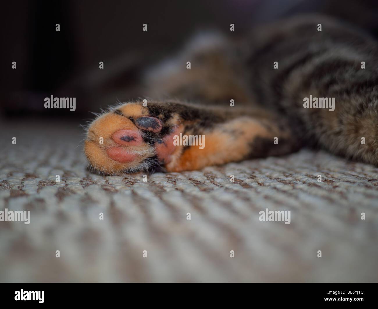 Esclusive zampe di gatto a chiazze rosa e nere Foto Stock