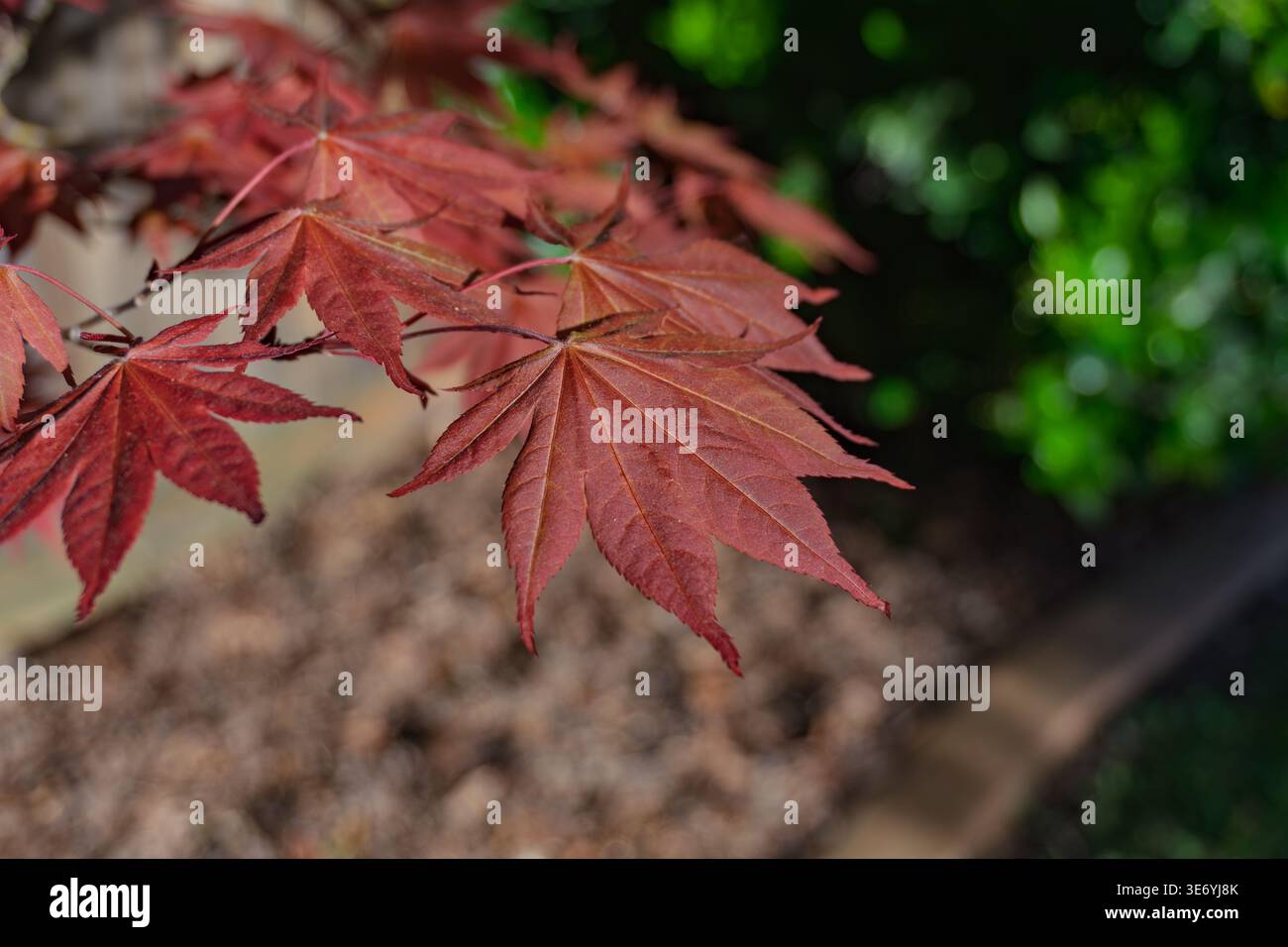 Foglie di palmate rosse vibranti di un albero d'acero giapponese Foto Stock