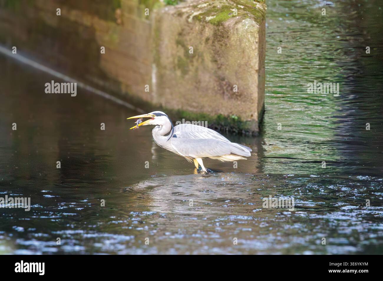 Heron pesca al fiume Blackwater Foto Stock