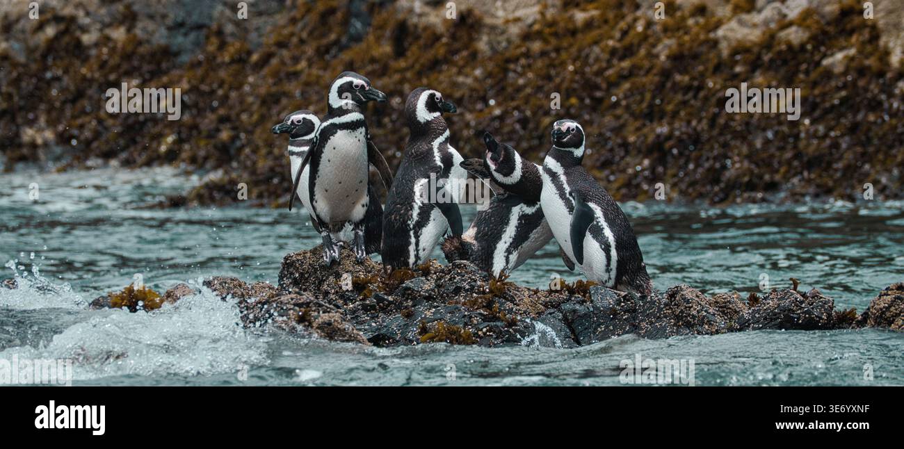 Gruppo di pinguini di Magellano che interagiscono su una costa rocciosa con onde spruzzate, Cile meridionale. Foto Stock