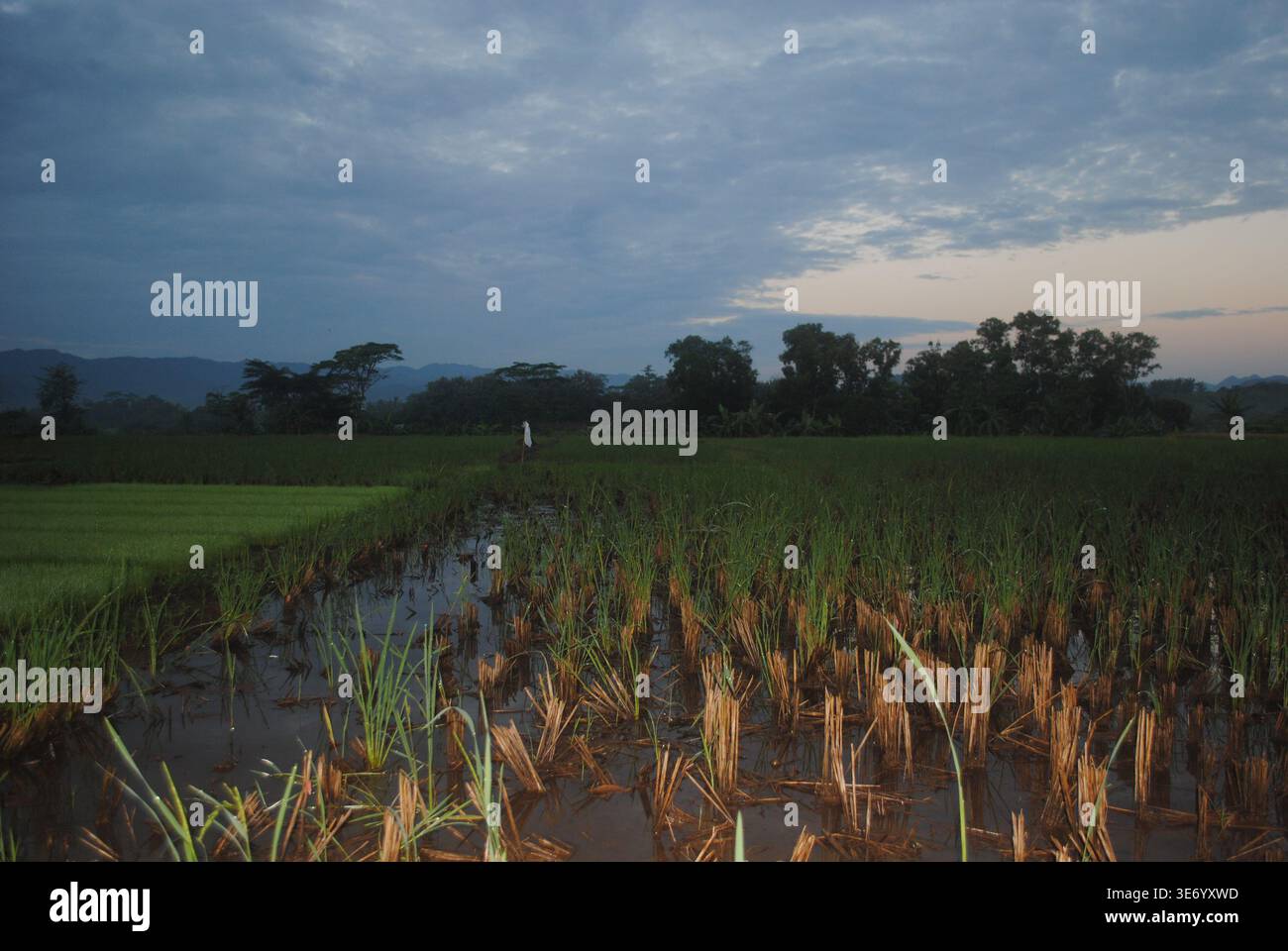 Indonesia, splendido paesaggio naturale con distese di risaie e montagne Foto Stock