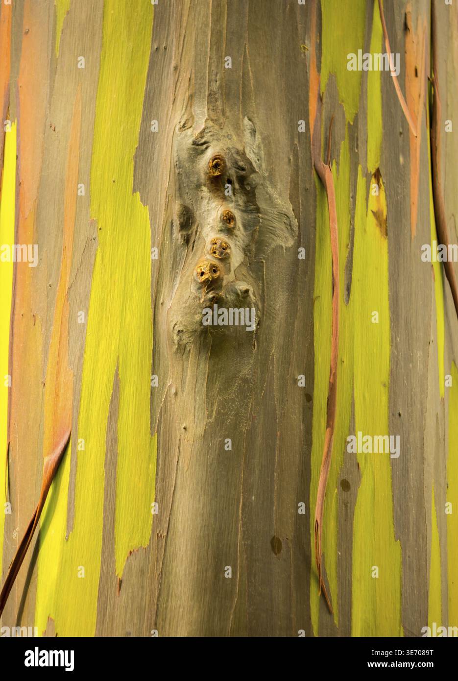 Close up il colorato la corteccia e il tronco di albero del Rainbow eucalipto a Keahua Arboretum in Kauai, Hawaii, STATI UNITI D'AMERICA Foto Stock