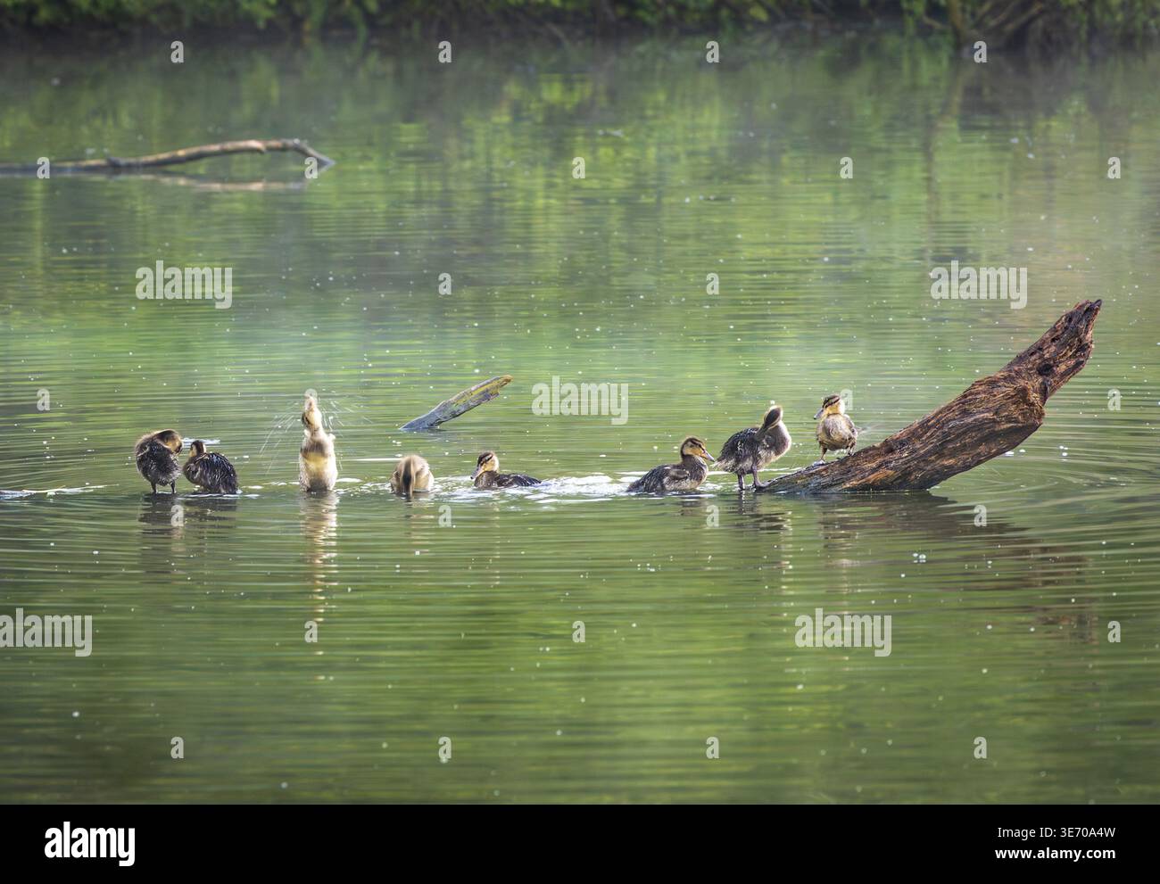 Gruppo di giovani anatroccoli sul log in lago preparandosi per la notte e lavando Foto Stock