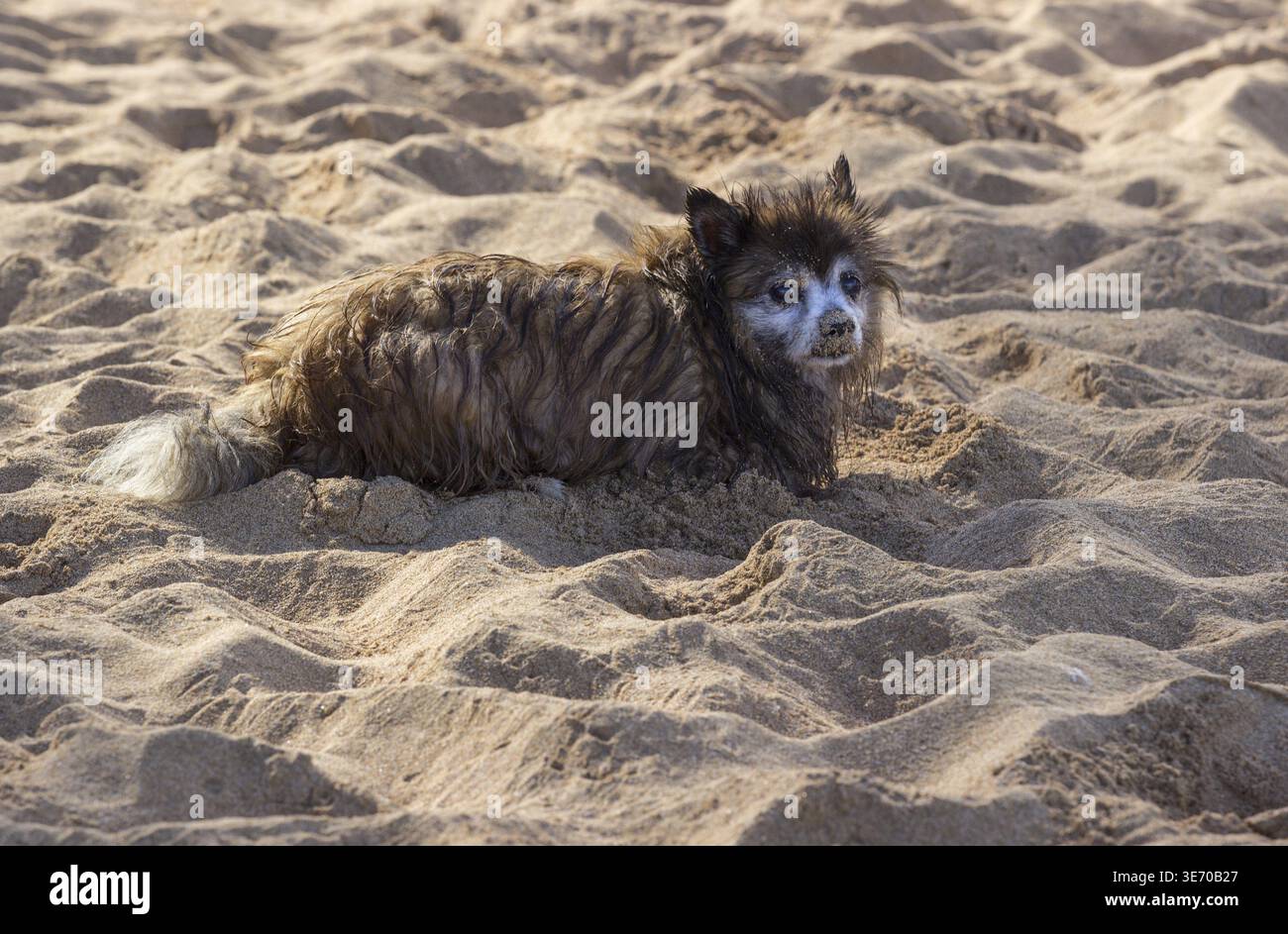 Cucciolo bagnato e coperto di sabbia o piccolo cane terrier sulla spiaggia sabbiosa Foto Stock