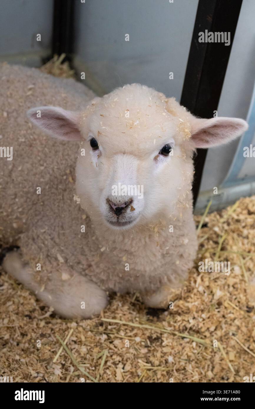 Grazioso agnello seduto sul fieno nel recinto della fattoria, ritratto ravvicinato Foto Stock