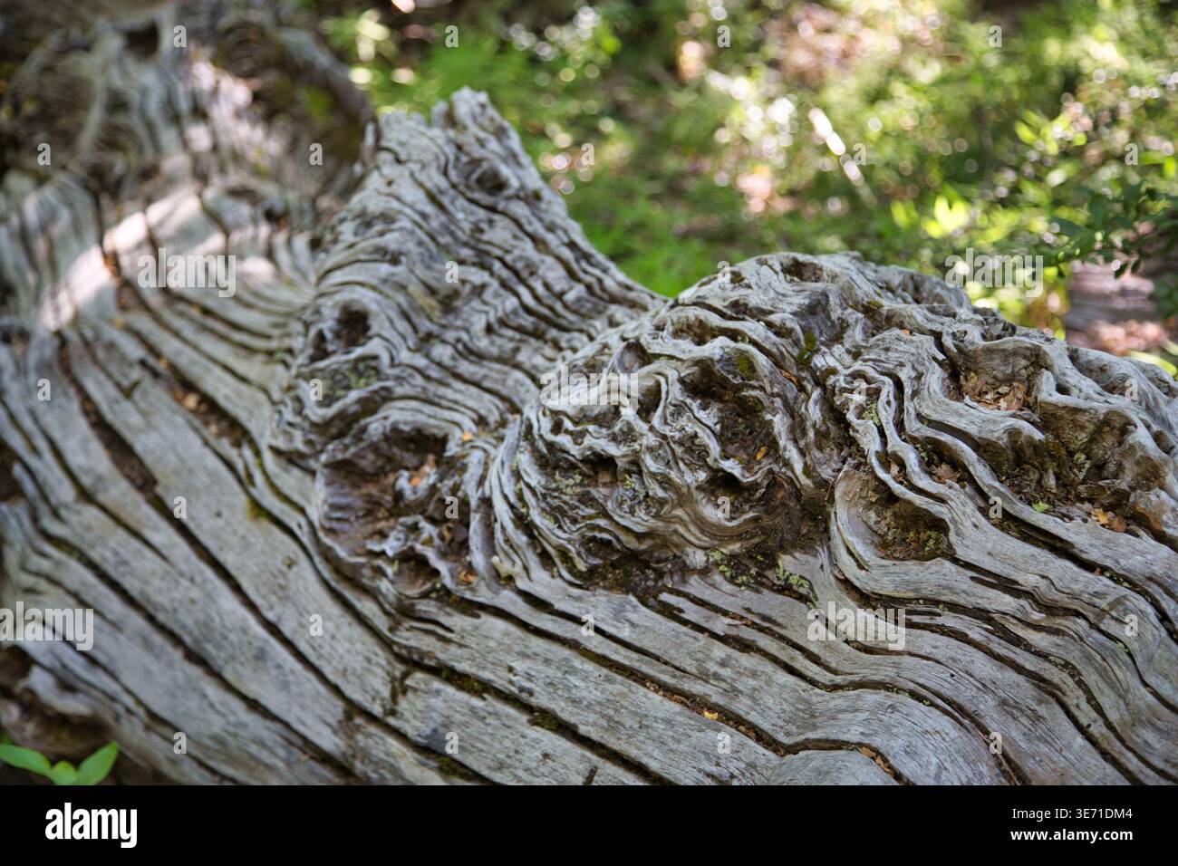 Primo piano del tronco degli alberi con grano testurizzato e nodo in Un parco cileno Foto Stock