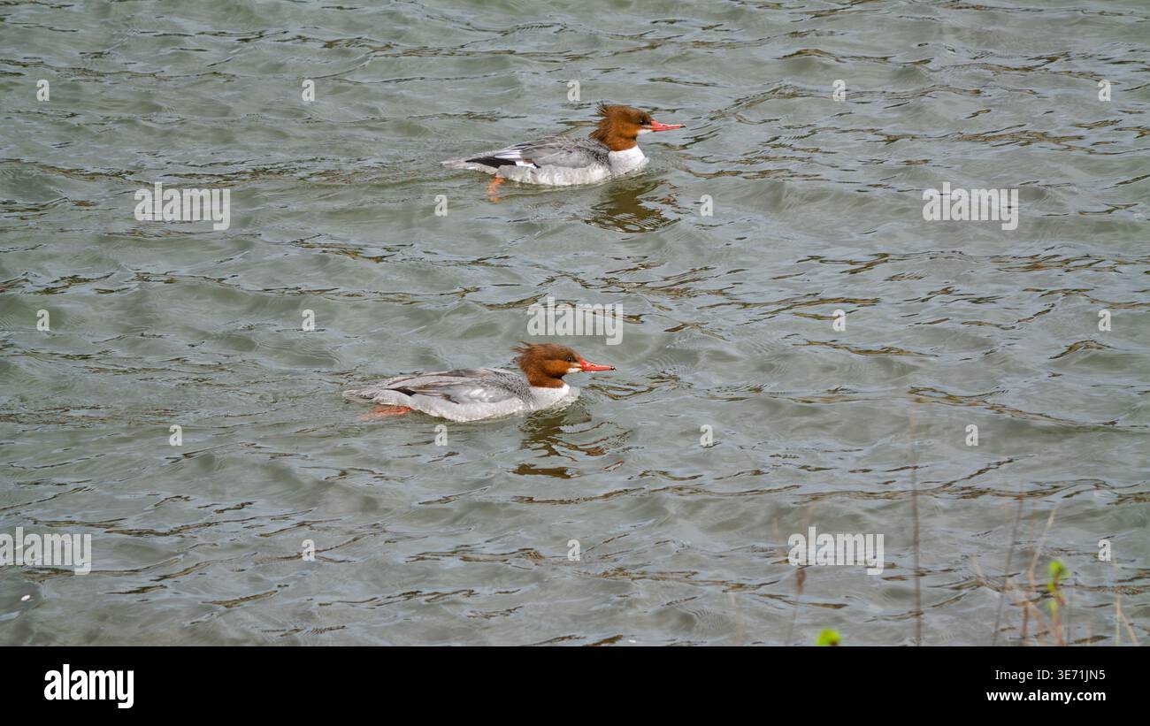 Due comuni merganser femminili con distintive teste creste color rossastro Foto Stock