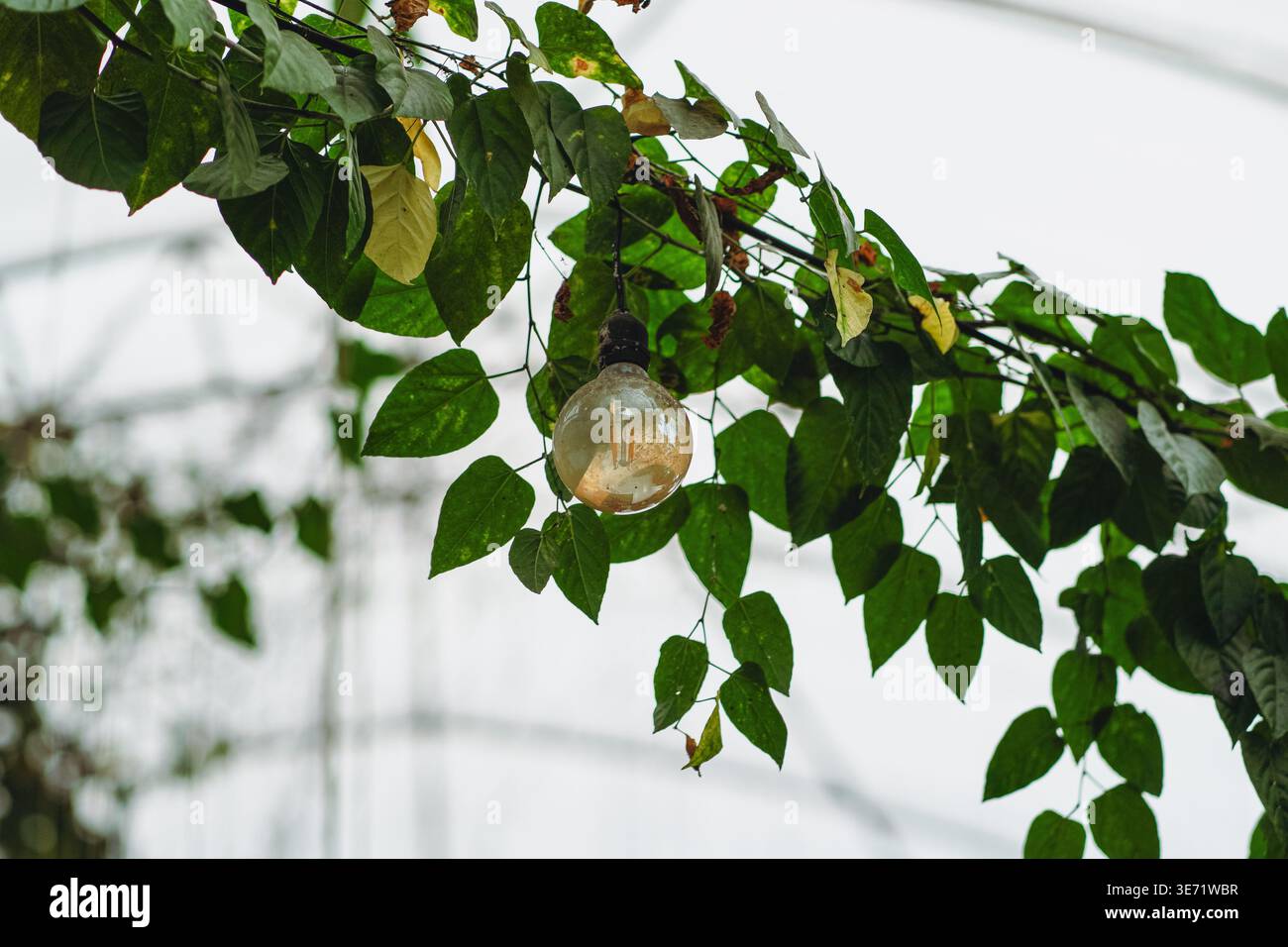 Lampadina appesa tra le vigne verdi verdeggianti all'interno di una struttura a serra. Foto Stock
