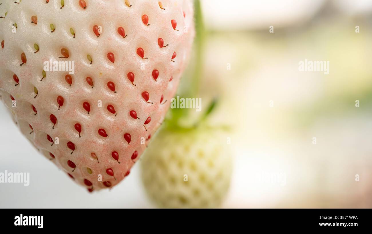 Macro dettagliata di una fresca fragola rosa che sboccia dall'angolo in alto a sinistra, messa a fuoco a 12 strati sovrapposti per una nitidezza estrema con spazio di copia a destra. Foto Stock