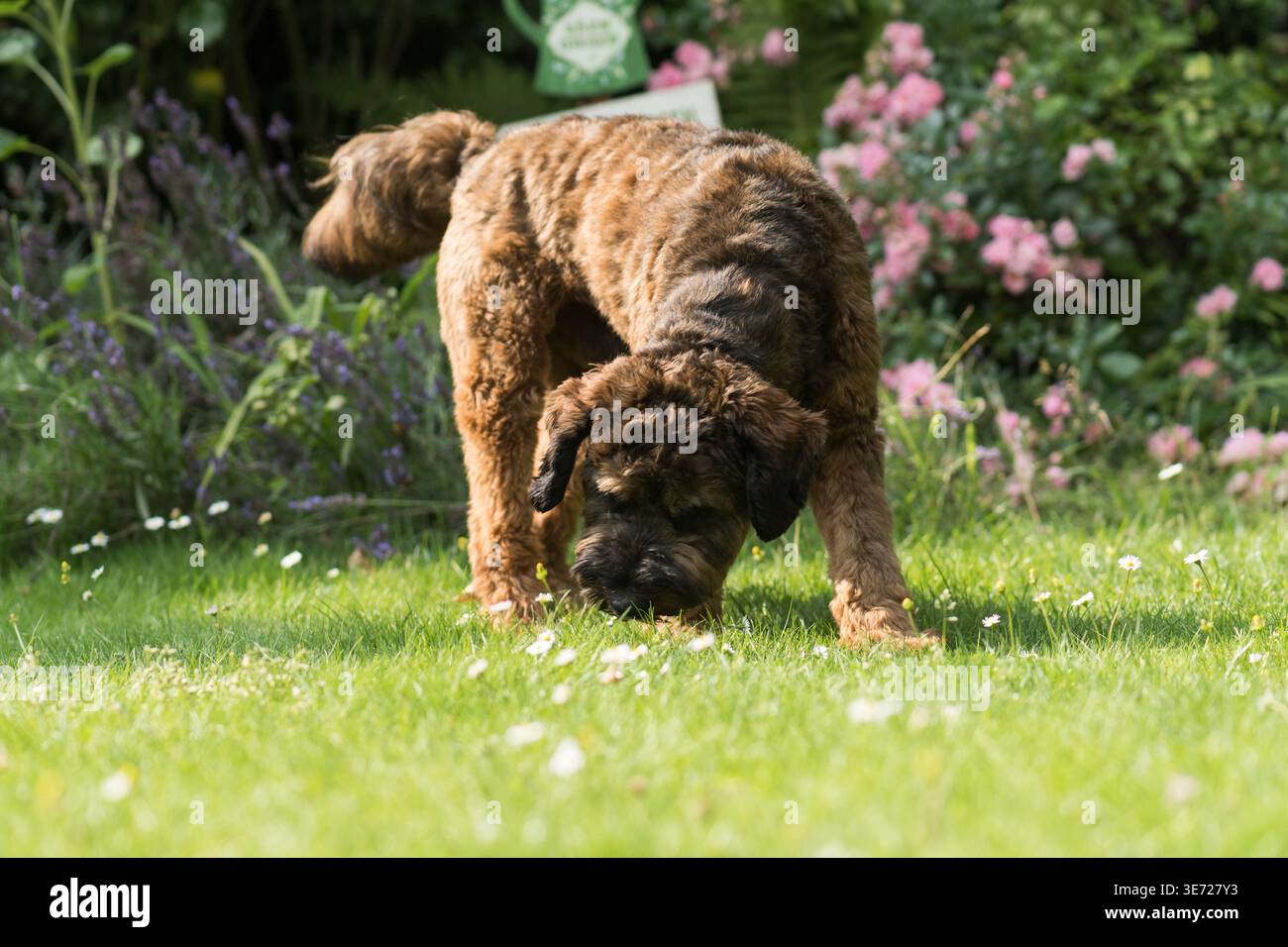 Cockapoo nel giardino soleggiato Foto Stock
