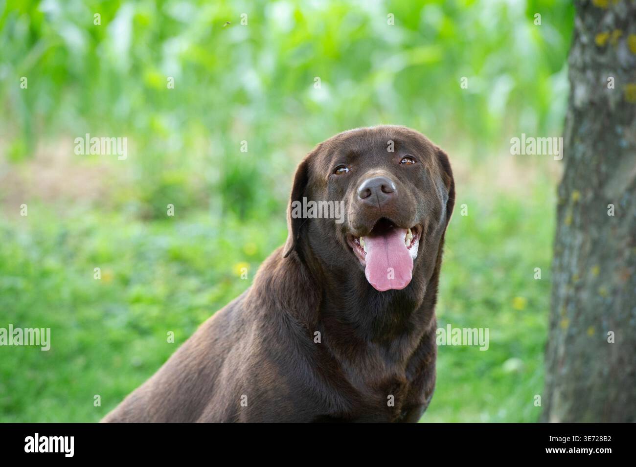 Ritratto di un Labrador Retriever marrone in giardino Foto Stock