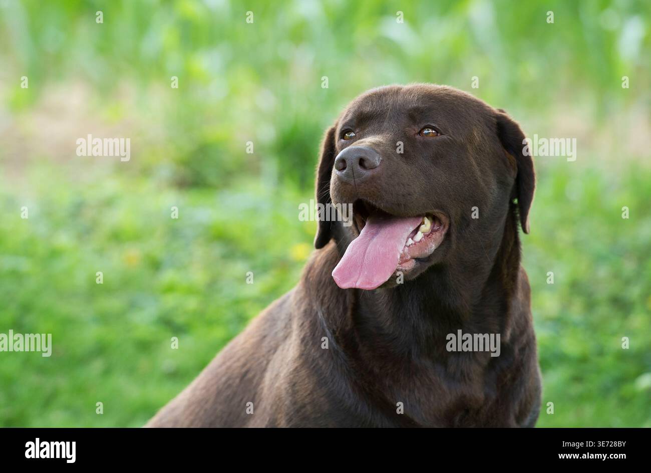 Ritratto di un Labrador Retriever marrone in giardino Foto Stock