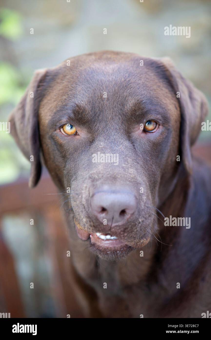 Brown Labrador fa facce divertenti Foto Stock