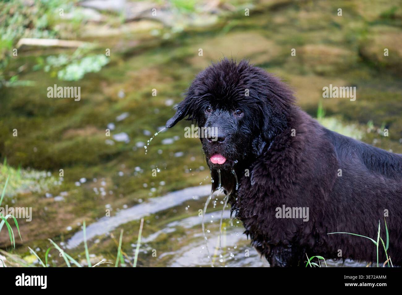 Il cucciolo di Terranova ama l'acqua Foto Stock