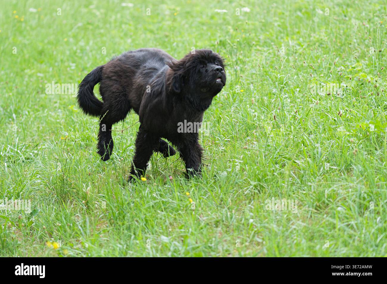 Il cucciolo di Newfoundland si diverte nel prato Foto Stock