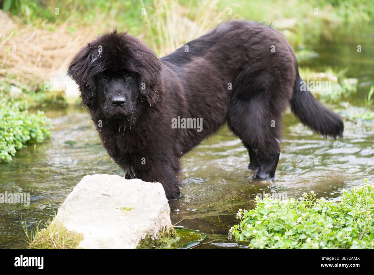 Il cucciolo di Terranova ama l'acqua Foto Stock