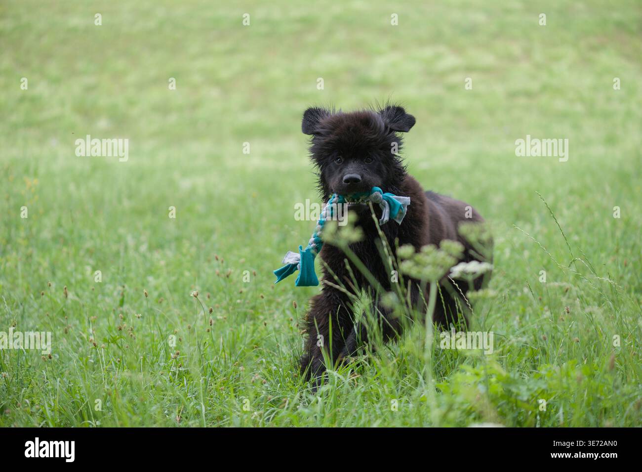 Il cucciolo di Newfoundland si diverte nel prato Foto Stock