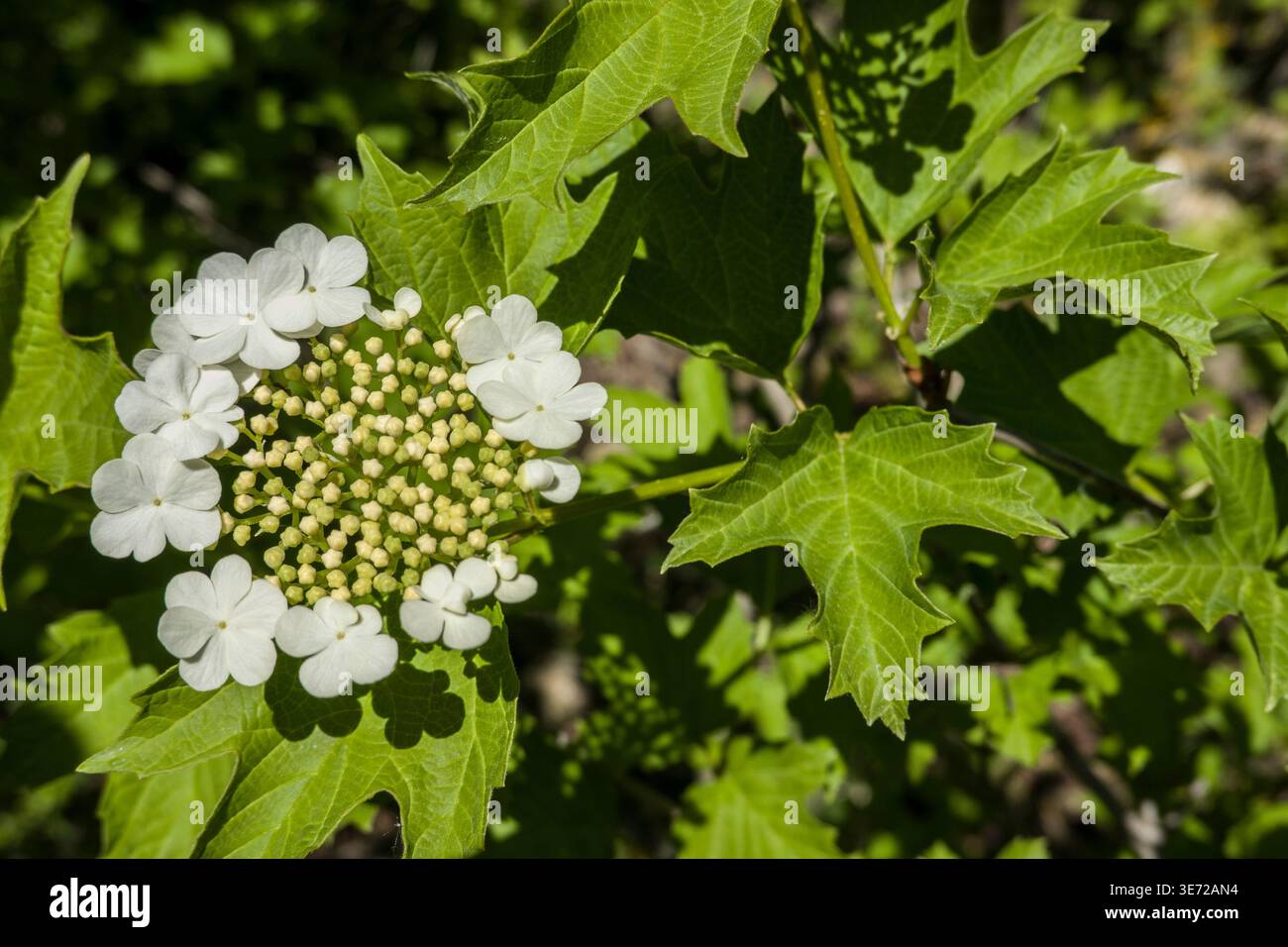 Viburno comune (Viburnum opulus) - fiori e fogliame Foto Stock