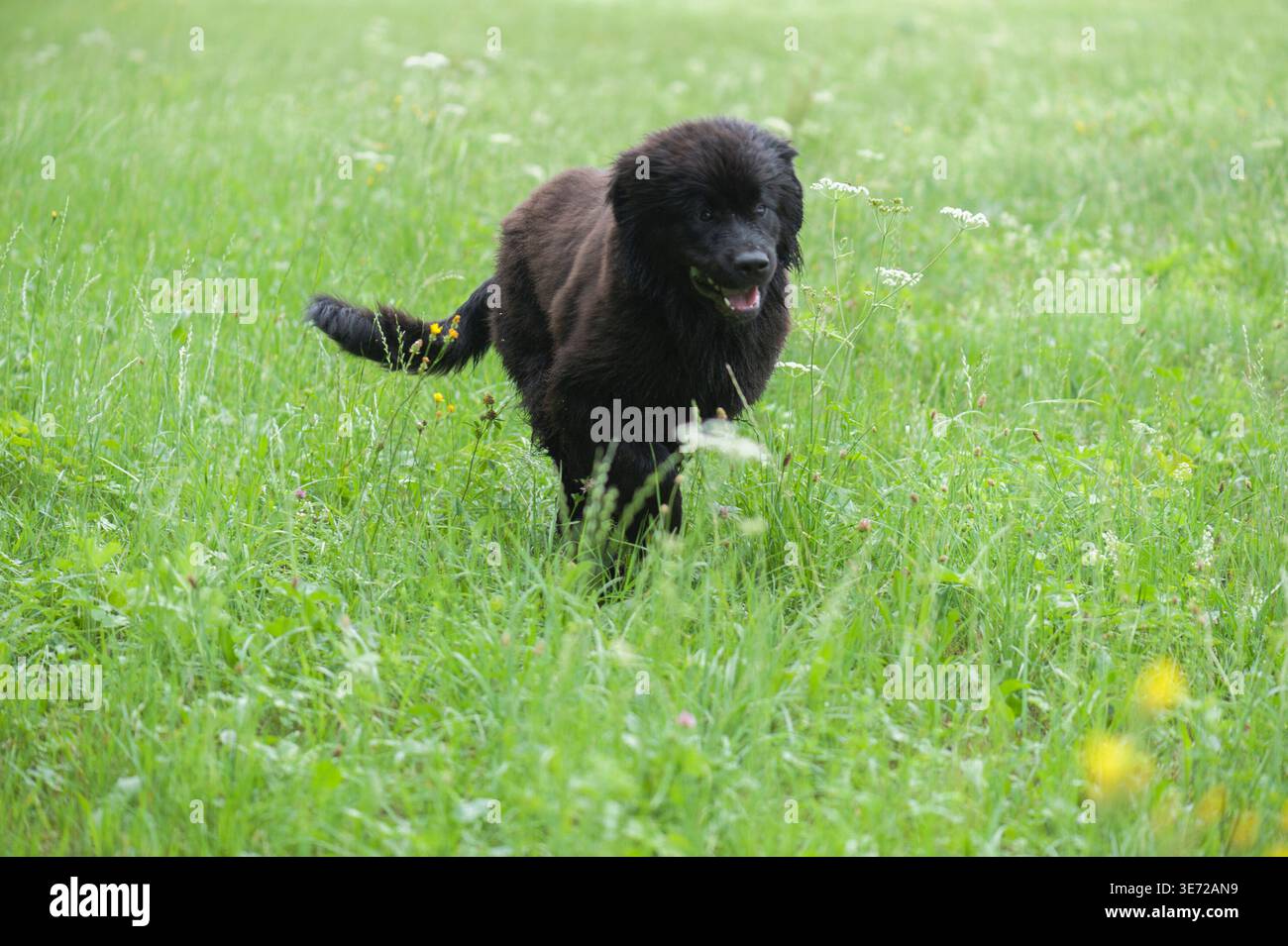 Il cucciolo di Newfoundland si diverte nel prato Foto Stock