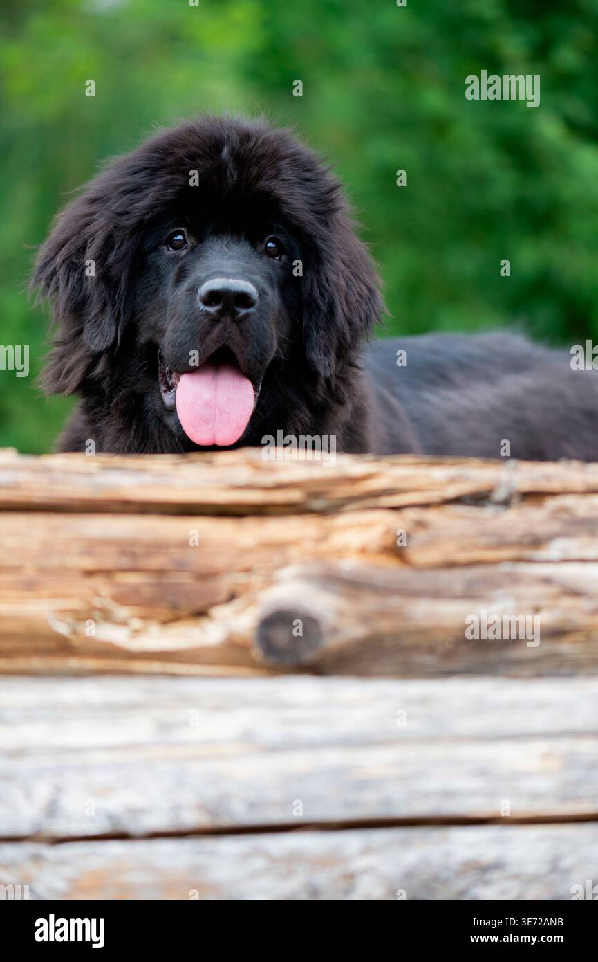 Ritratto di un cucciolo di Terranova Foto Stock