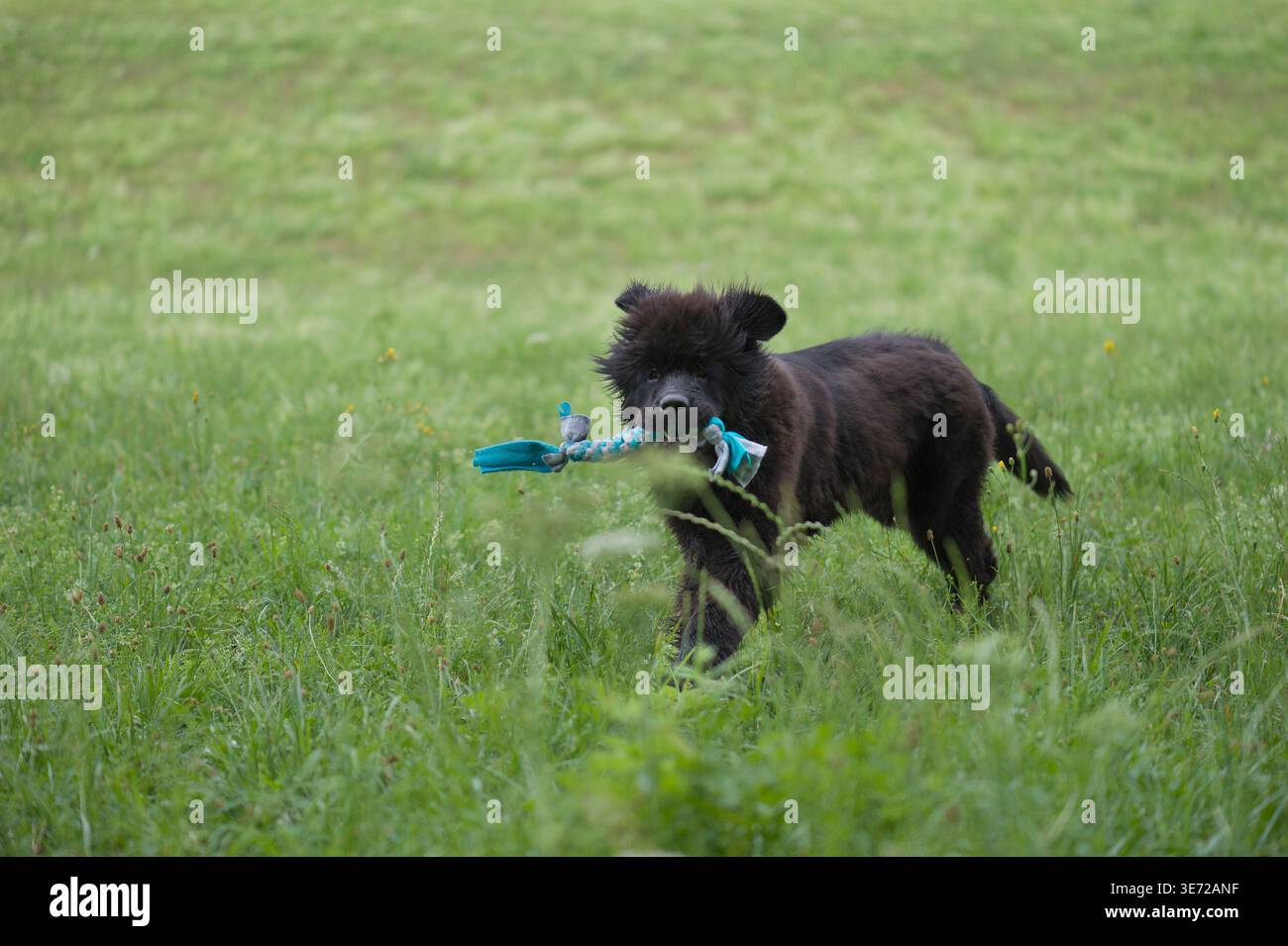 Il cucciolo di Newfoundland si diverte nel prato Foto Stock