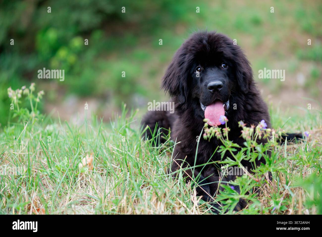 Ritratto di un cucciolo di Terranova nel prato Foto Stock
