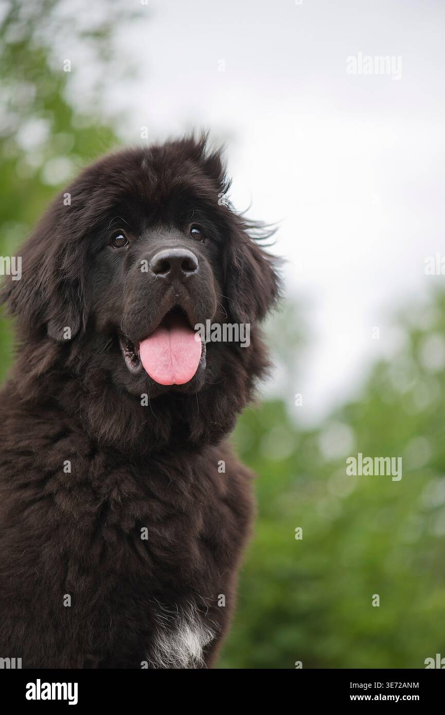 Ritratto di un cucciolo di Terranova Foto Stock