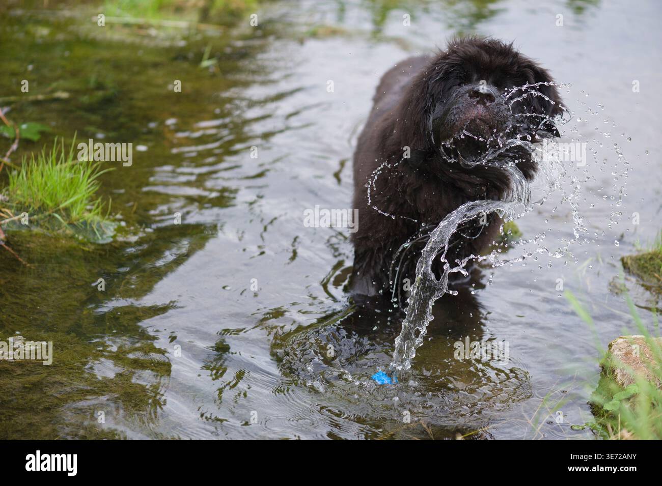 Il cucciolo di Terranova si diverte in acqua Foto Stock