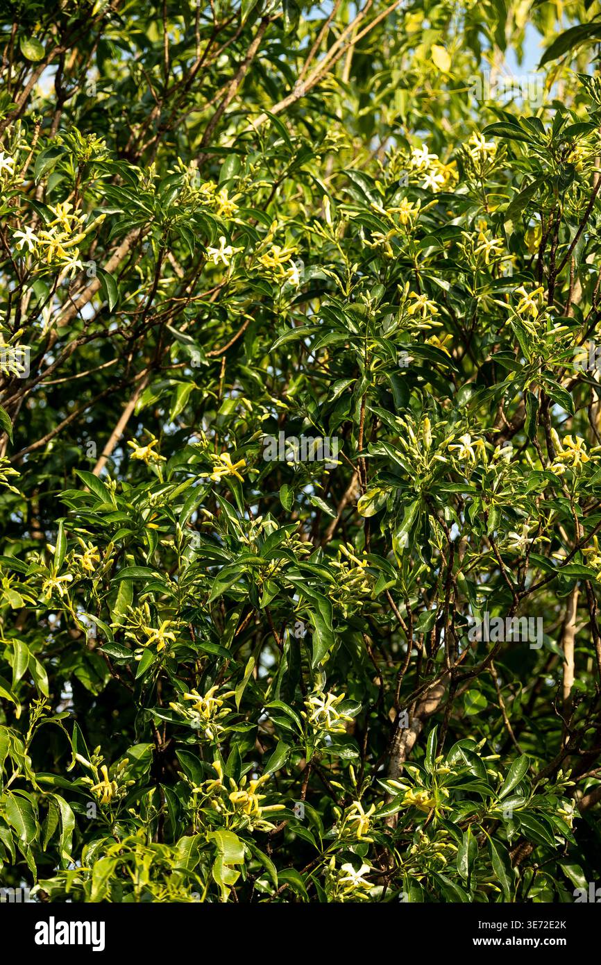 Privato a foglie larghe, Ligustrum lucido. Comune, invasivo erbacce ambientali in giardino, Queensland, Australia. Sparso dagli uccelli che mangiano il seme. Non desiderato. Foto Stock