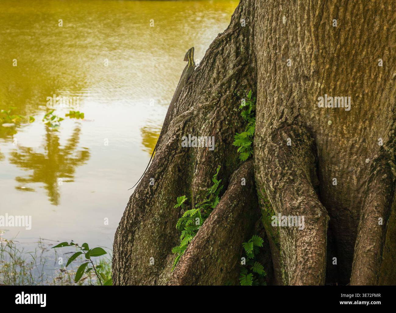 Grande albero vicino all'acqua, dettaglio, tronco, radici Foto Stock
