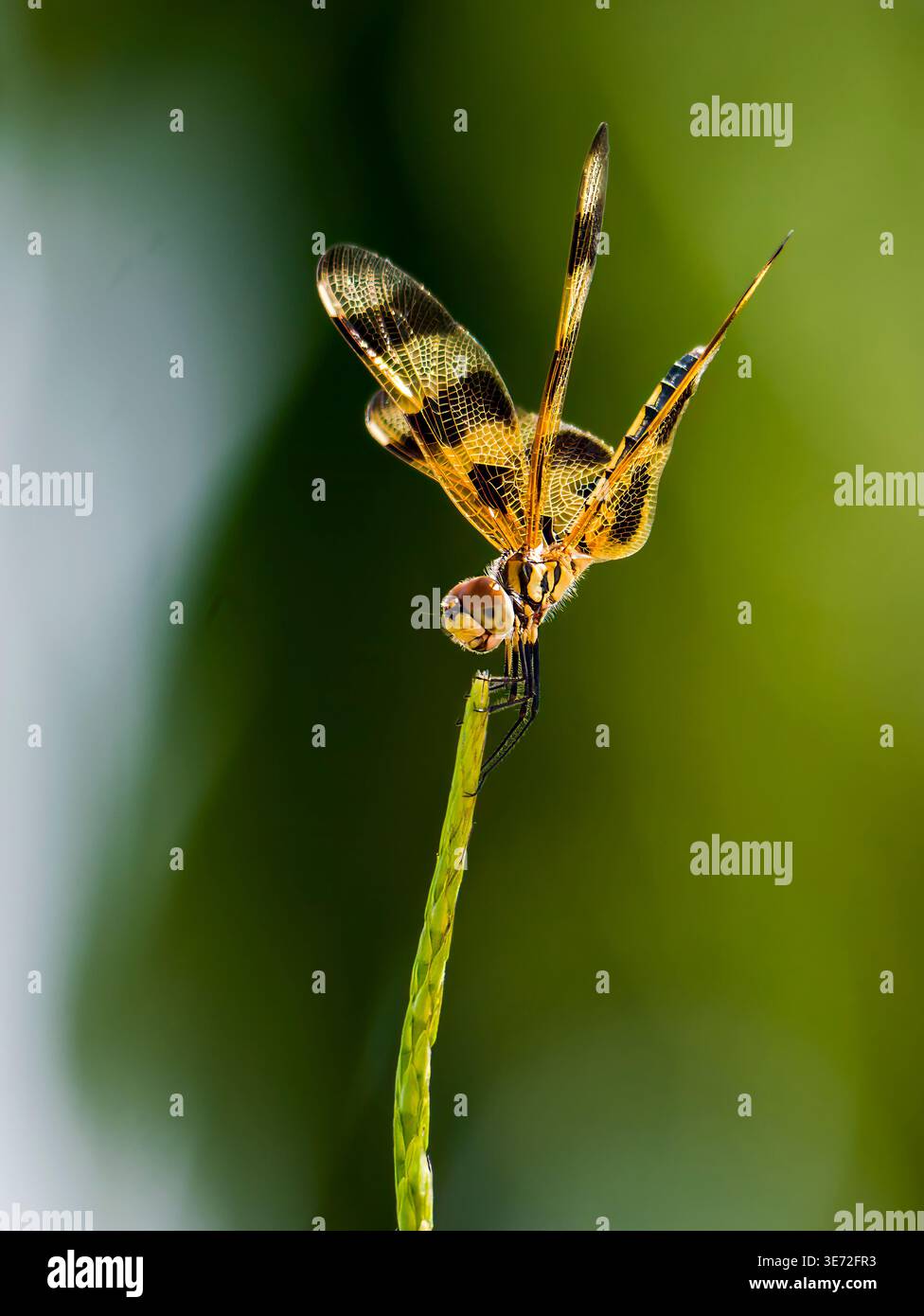 Dragonfly dell'ala gialla maculata da Marrone (Celithemis eponina) Foto Stock