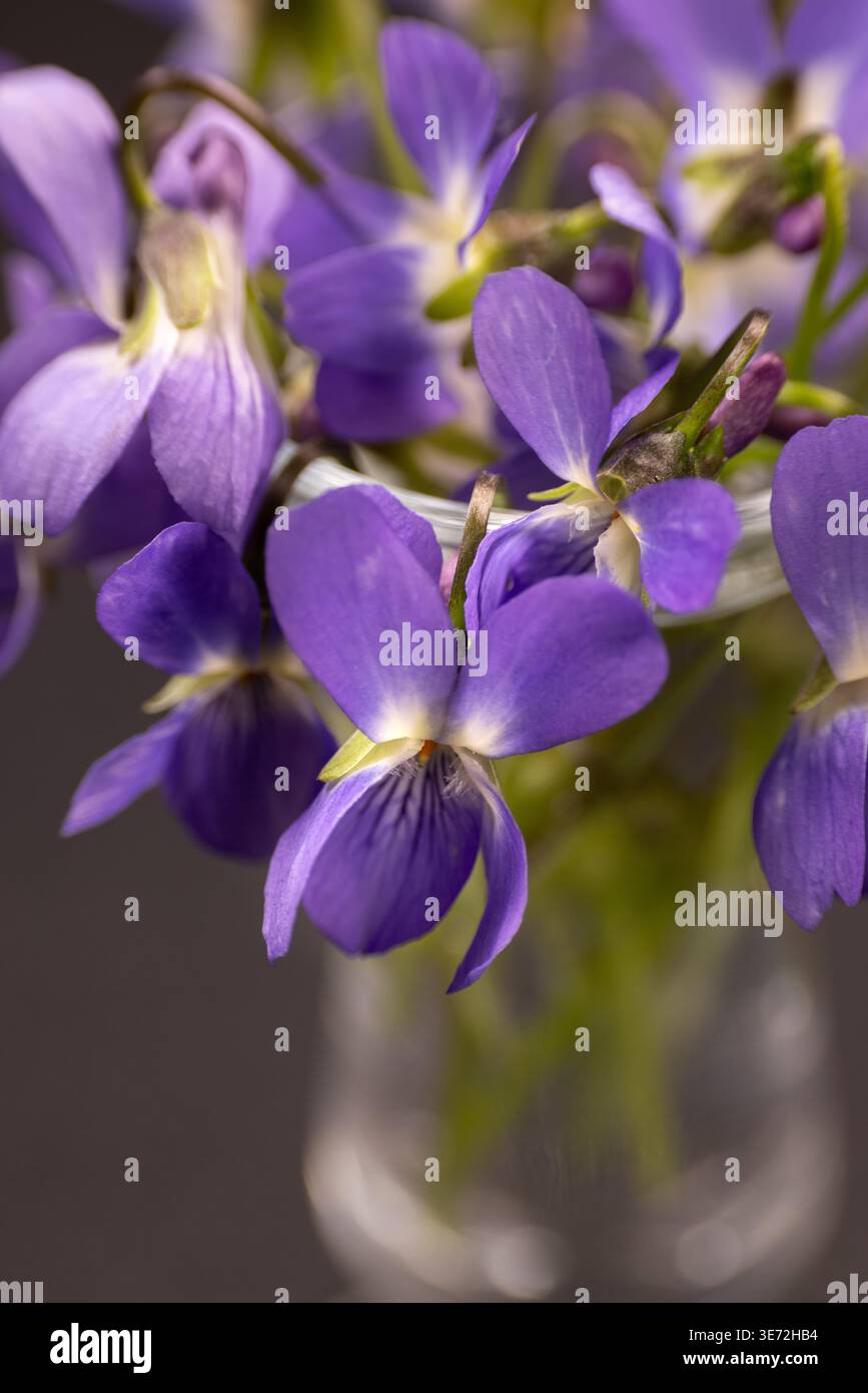 Violette dolci che riempiono un piccolo vaso di vetro con vibranti petali viola, che mostrano la delicata bellezza e l'essenza fragrante della natura durante gli springti Foto Stock