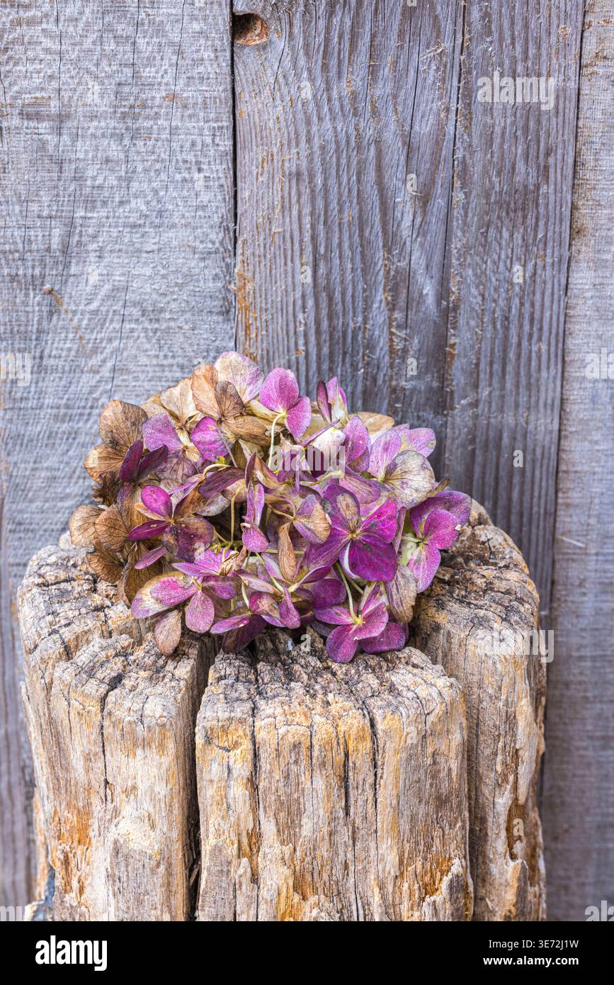 Natura morta autunnale, ortensie secche in fiore Foto Stock
