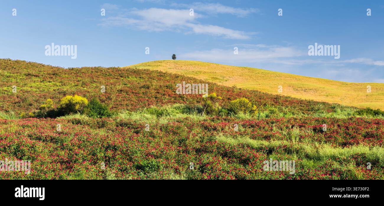 Trifoglio in fiore, paesaggio vicino a Pienza, Toscana, Italia Foto Stock